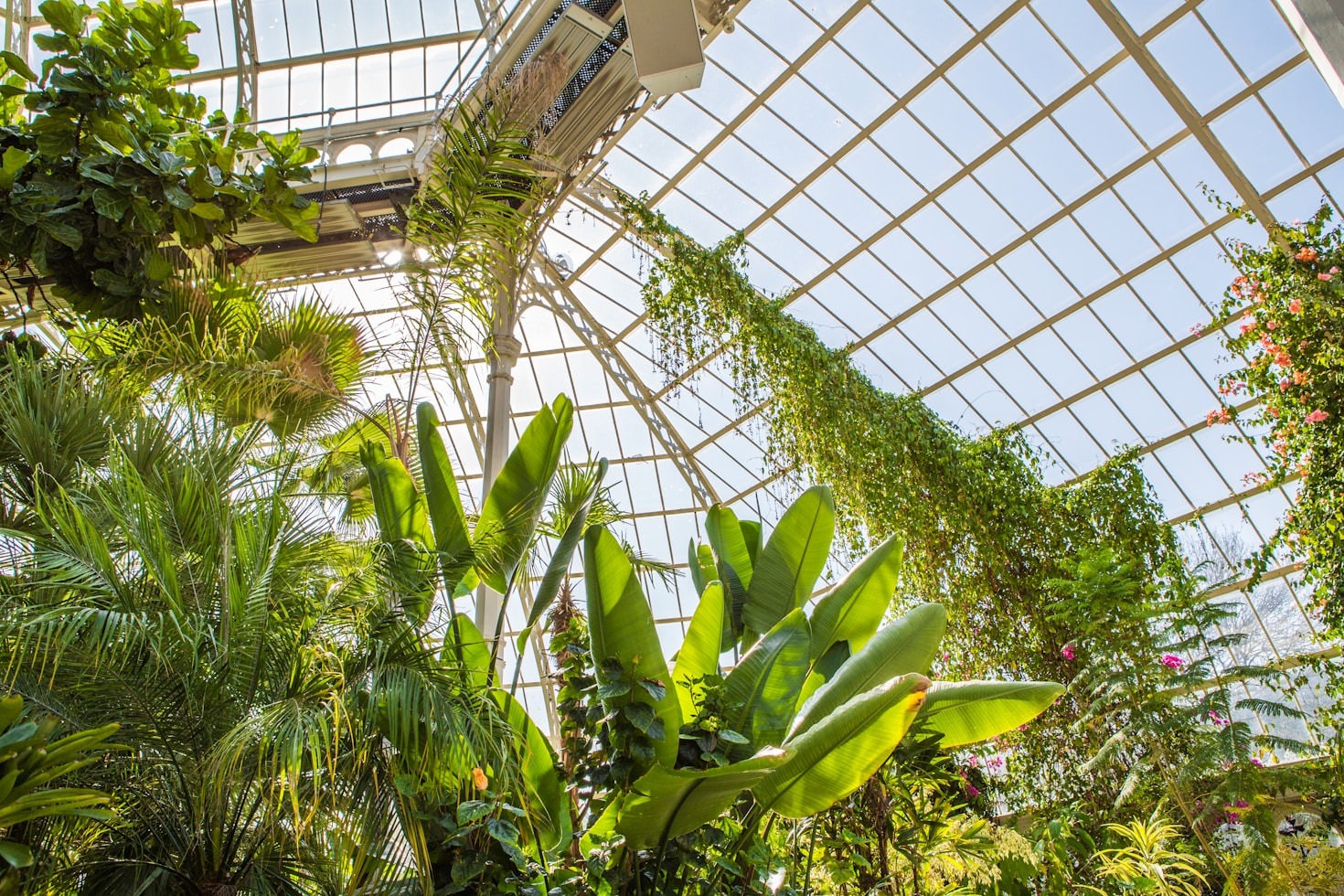 Plantas exóticas e suas histórias fascinantes