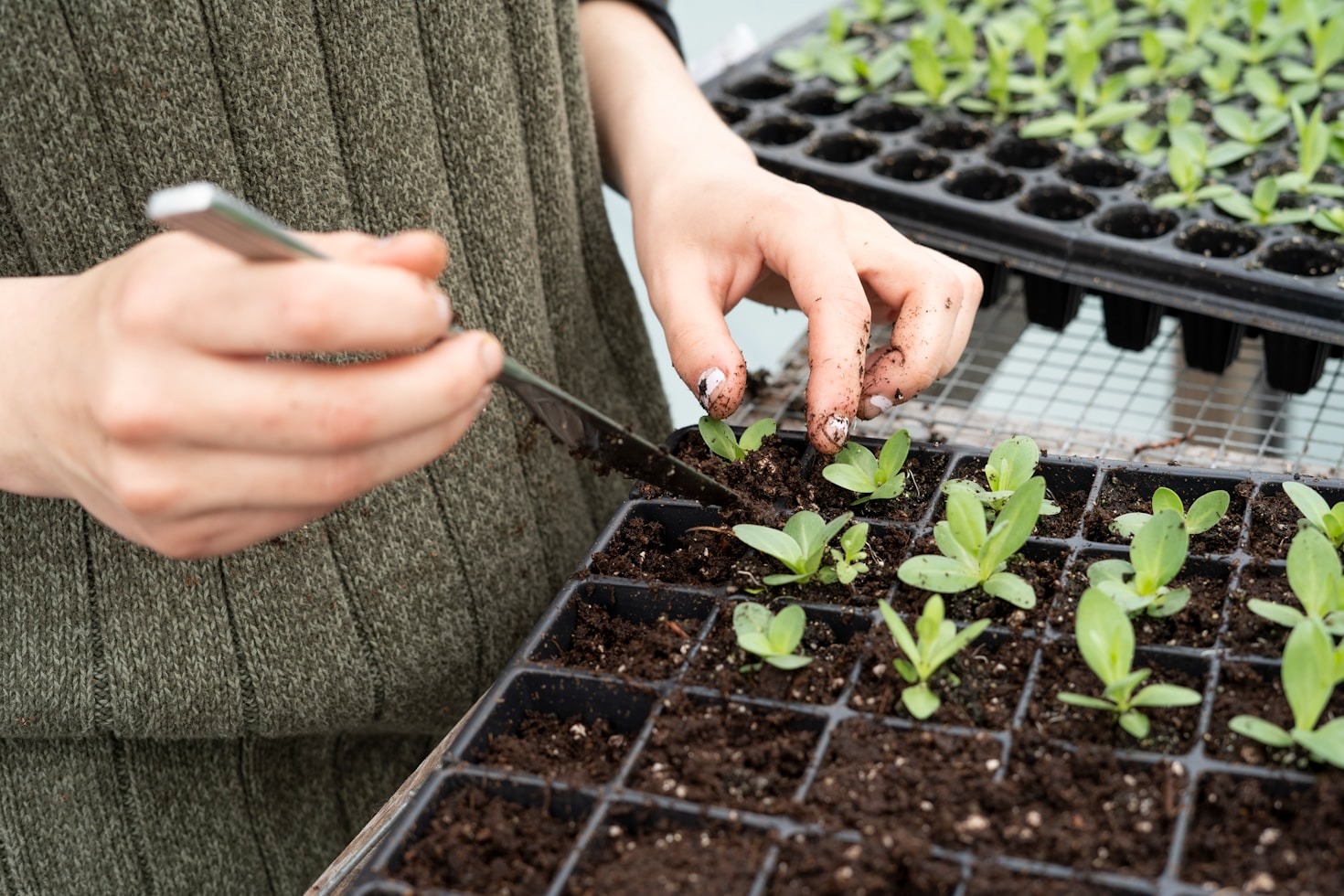 O impacto das plantas no ambiente